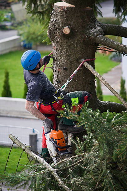 Leaf Removal Services in South Apopka, FL